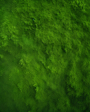 Top view of green grass daylight generative ai