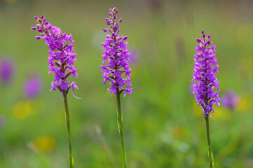 Close up image of three Fragrant Orchids in a nature reserve, County Durham, England, UK.