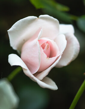 pink rose