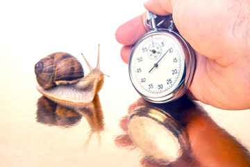 Snail and stopwatch in hand on a golden background. Speed ​​concept. Measuring time at a...