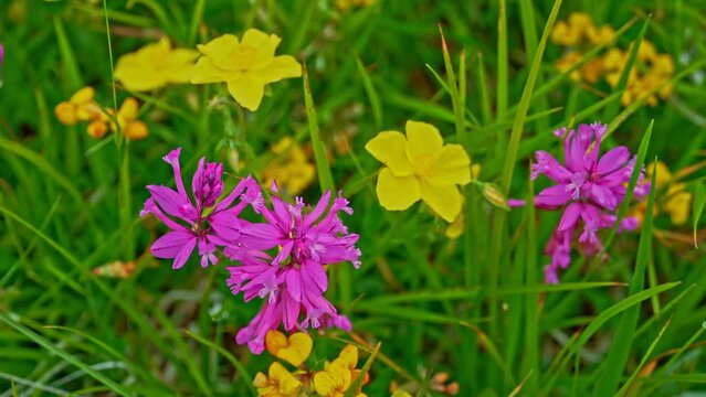 At the beginning of summer, large bushes of Greater polygala color the plain of Campo Imperatore.Gran Sasso and Monti della Laga National Park,Abruzzo