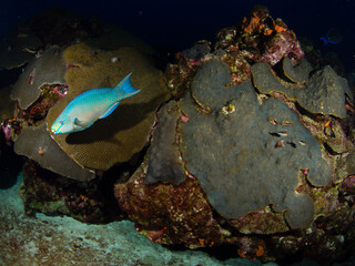 coral reef with fish  Flower Garden Banks National Marine Sanctuary