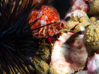 hermit crab in  Flower Garden Banks National Marine Sanctuary