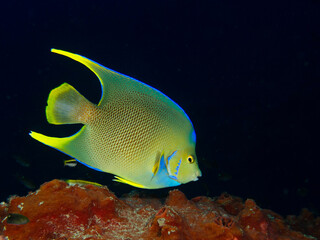 adult queen angelfish, Flower Garden Banks National Marine Sanctuary, Stetson Bank 2023