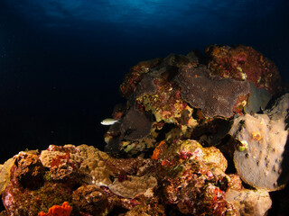 Fototapeta na wymiar coral reef in the sea, Flower Garden Banks National Marine Sanctuary, East Bank 2023