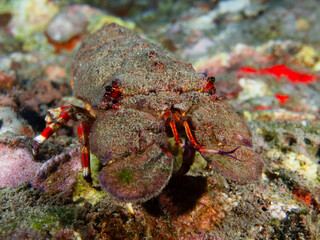 Slipper lobster at Flower Garden Banks National Marine Sanctuary, Stetson Bank 2023