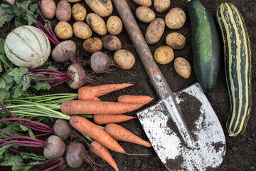 Organic autumn vegetables on soil in garden. Eco bio harvest background of carrot, beetroot,...