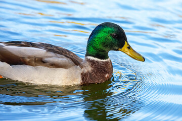 colored duck poops in the pond. nature and birds