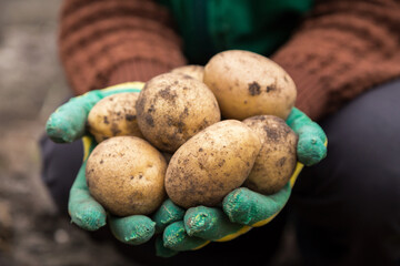 Organic potato harvest in garden, field. Farmer hands in gloves with freshly harvested potato close...