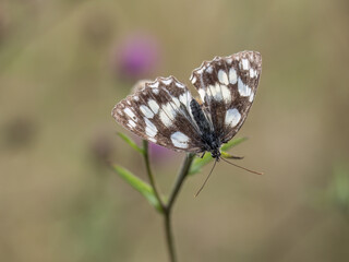 Marbled white butterfly aka Melanargia galathea on purple knapweed flower aka centaurea plant