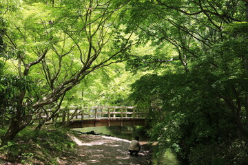 Obraz premium wooden bridge in the forest