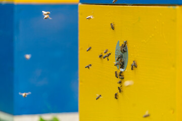 Honey bees fly next to the bee hive in the apiary to collect honey, closeup