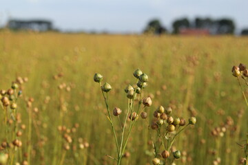ripe flax plants with seeds closeup in a field in the dutch countryside in summer