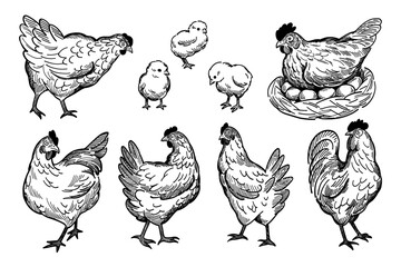 set of chicken