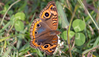 Photograph of a beautiful butterfly resting.	