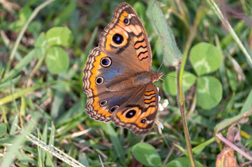 Photograph of a beautiful butterfly resting.	