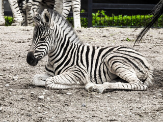 baby zebra laying down - Powered by Adobe