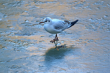 Seagull on a frozen pond	