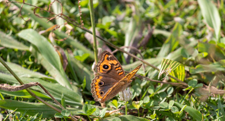 Photograph of a beautiful butterfly resting.	