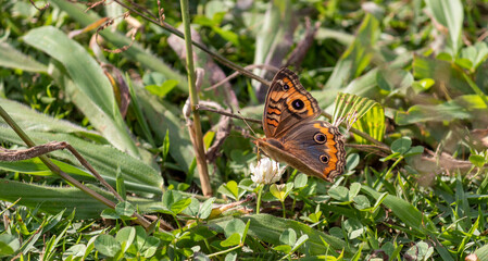 Photograph of a beautiful butterfly resting.	