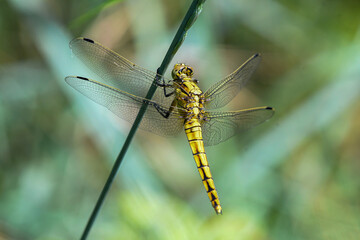 libellula nel bosco