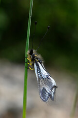 Owlfly // Weißer Schmetterlingshaft (Libelloides lacteus) - Evros Delta, Greece