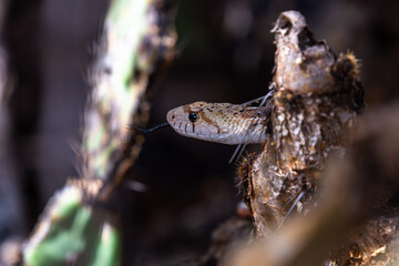 Sonoran gopher snake, Pituophis catenifer affinis, climbing through a patch of prickly pear cactus, hunting for a meal. Focused on the snakes head and tongue. Pima County, Tucson, Arizona, USA.