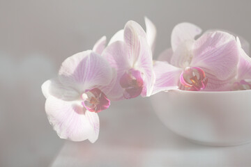 Blur Pink phalaenopsis orchid flower in white bowl on gray interior. Selective soft focus. Minimalist still life. Light and shadow nature background.