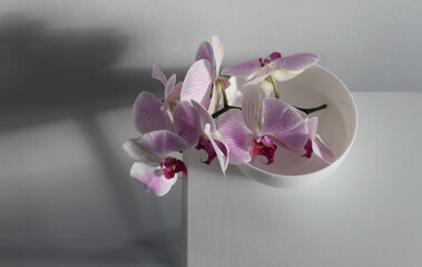 Pink phalaenopsis orchid flower in white bowl on gray interior. Minimalist still life. Light and shadow  background.