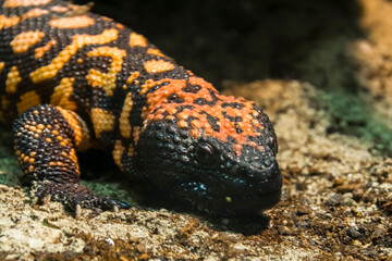 Gila monster on the ground in a terrarium
