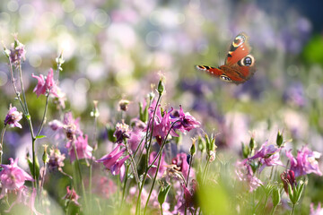 Schmetterling 1095 © K.-U. Häßler
