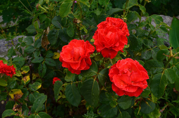 Fototapeta na wymiar Beautiful red roses strewn with raindrops