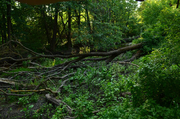 Forest river and near it a fallen, huge tree.