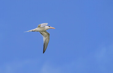 Non Breeding Adult royal Tern inflight against blue sky