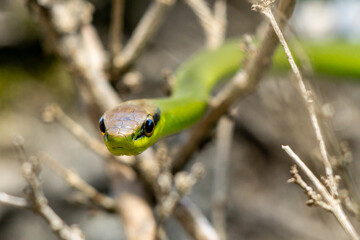 A Philodryas olfersii snake or cobra-verde is a species of venomous snake in the family Colubridae, endemic from South America. Wild animal. Animal life. Green snack.