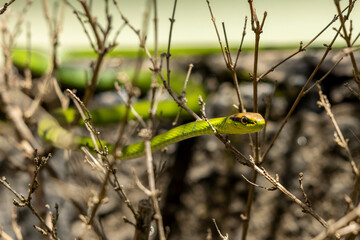 A Philodryas olfersii snake or cobra-verde is a species of venomous snake in the family Colubridae, endemic from South America. Wild animal. Animal life. Green snack.