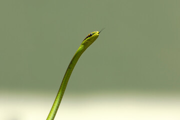 A Philodryas olfersii snake or cobra-verde is a species of venomous snake in the family Colubridae, endemic from South America. Wild animal. Animal life. Green snack.
