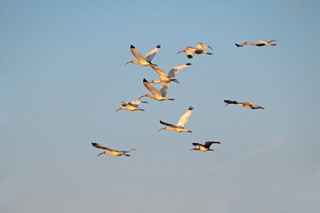 A flock of 10 White Ibises flying in a loose formation, displaying wingspans and black wing tips.