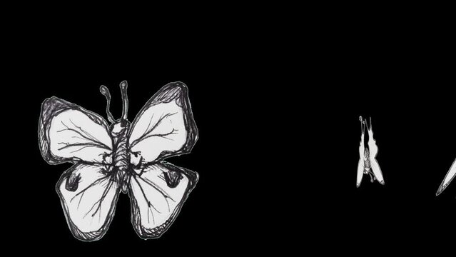 Cartoon Butterfly animation over black background