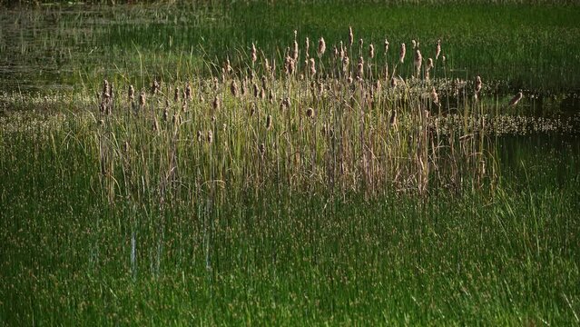 Cat tails in the middle of a pond on a warm April day. In the background the sound of frogs and cicadas. San Benedetto in Perillis, Abruzzo, Italy