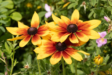 Three black-eyed susan coneflowers with bright orange and yellow colors with a green bokeh blurred background.