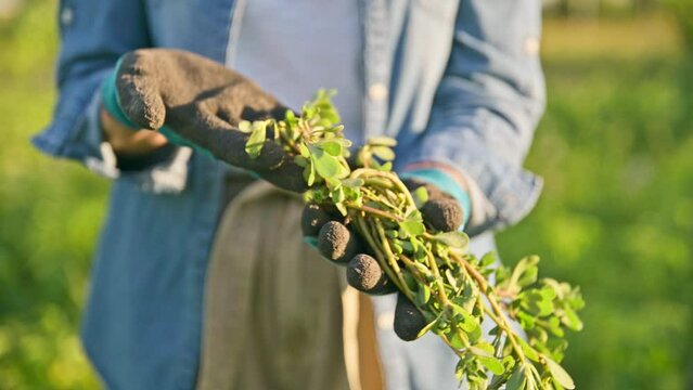 Close-up of purslane plant in hands of gardener, farmer