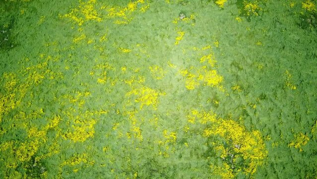 Aerial view of the beautiful yellow goldifelds blossom with Soda Lake