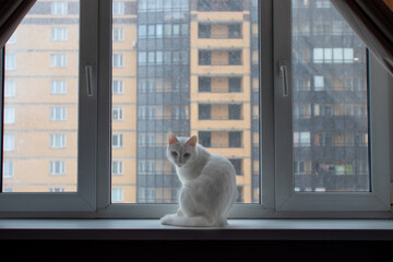 cat in window