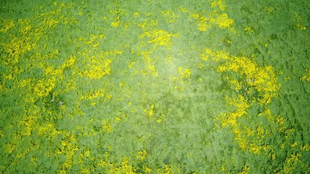 Aerial view of the beautiful yellow goldifelds blossom with Soda Lake