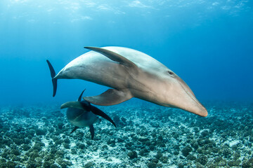 Bottlenose dolphin, French Polynesia