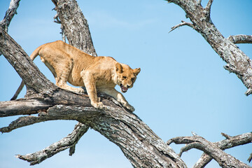Young lion growling while climbing down tree in the Serengeti
