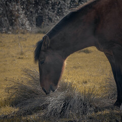 Caballo Corralero Chileno