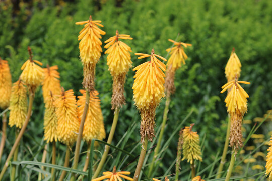 Flowerbed of pale orange red hot pokers or kniphofia in garden