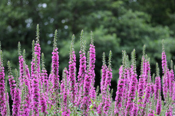Beautiful pink veronica flowers in garden with blurred bushes in background